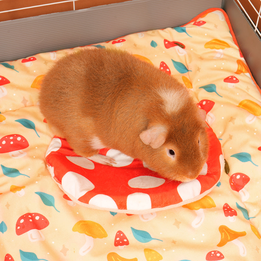 2.GuineapigonKaveeMushroompeepad.jpg